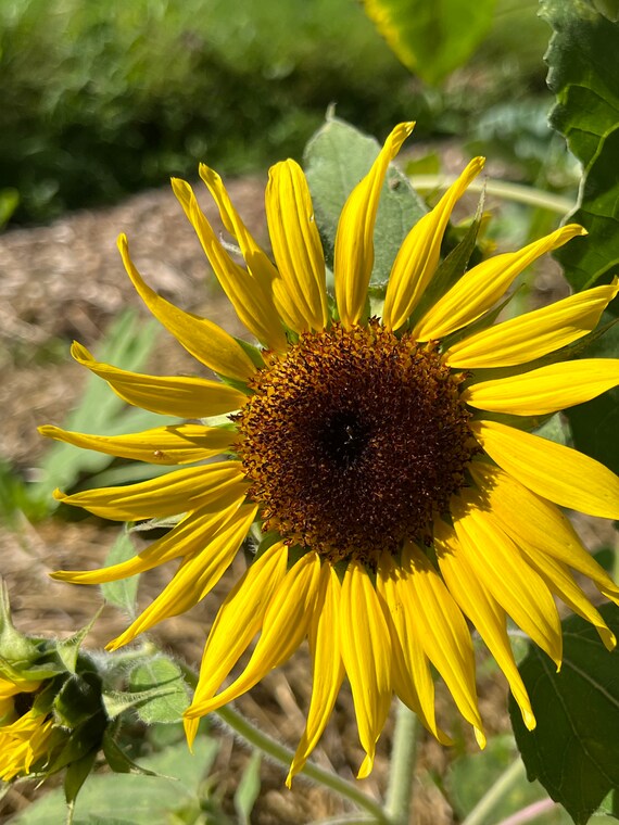 Container Sunflowers Junior 10 Seeds 38 Etsy