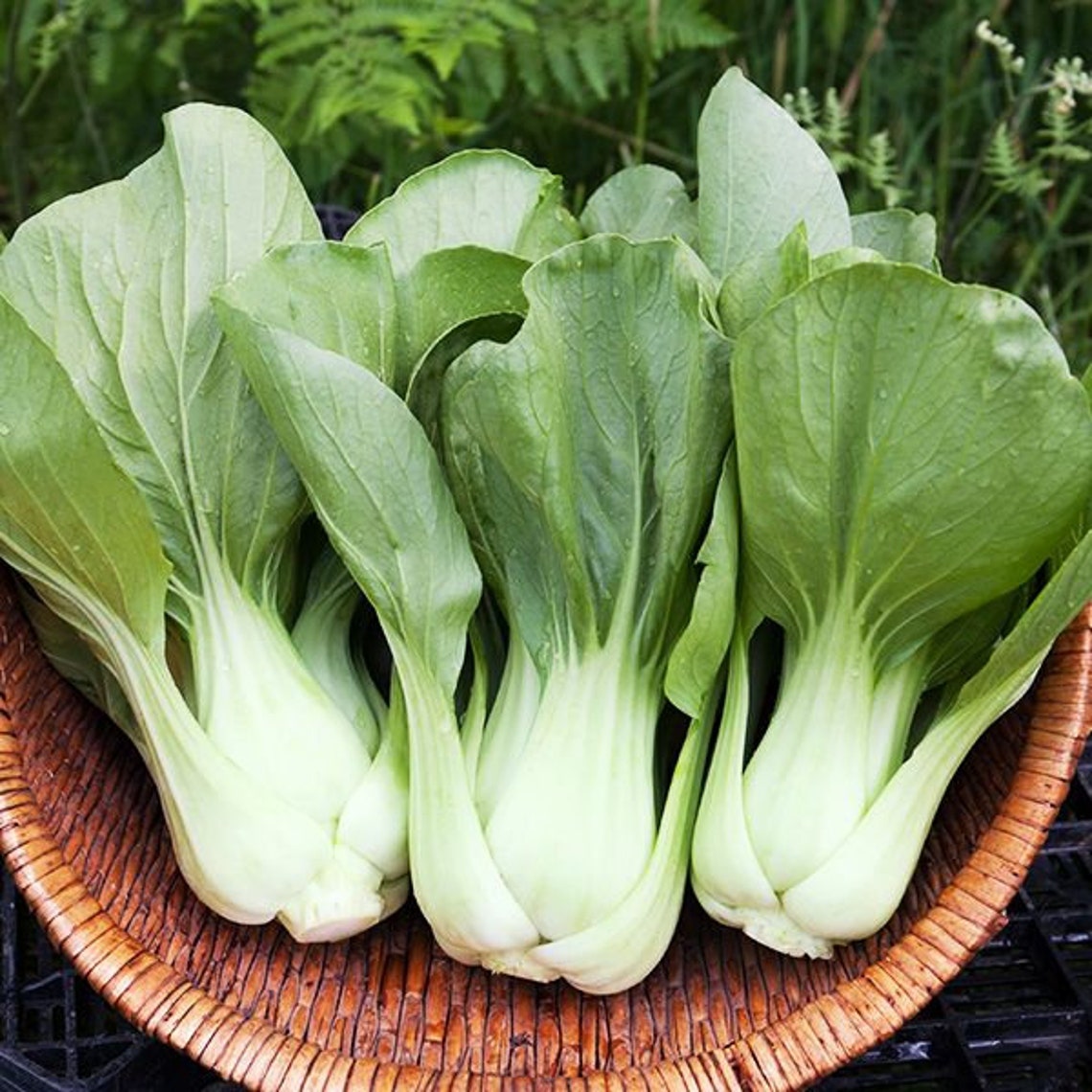 200 Baby pak choi organic seeds NON GMO | Etsy