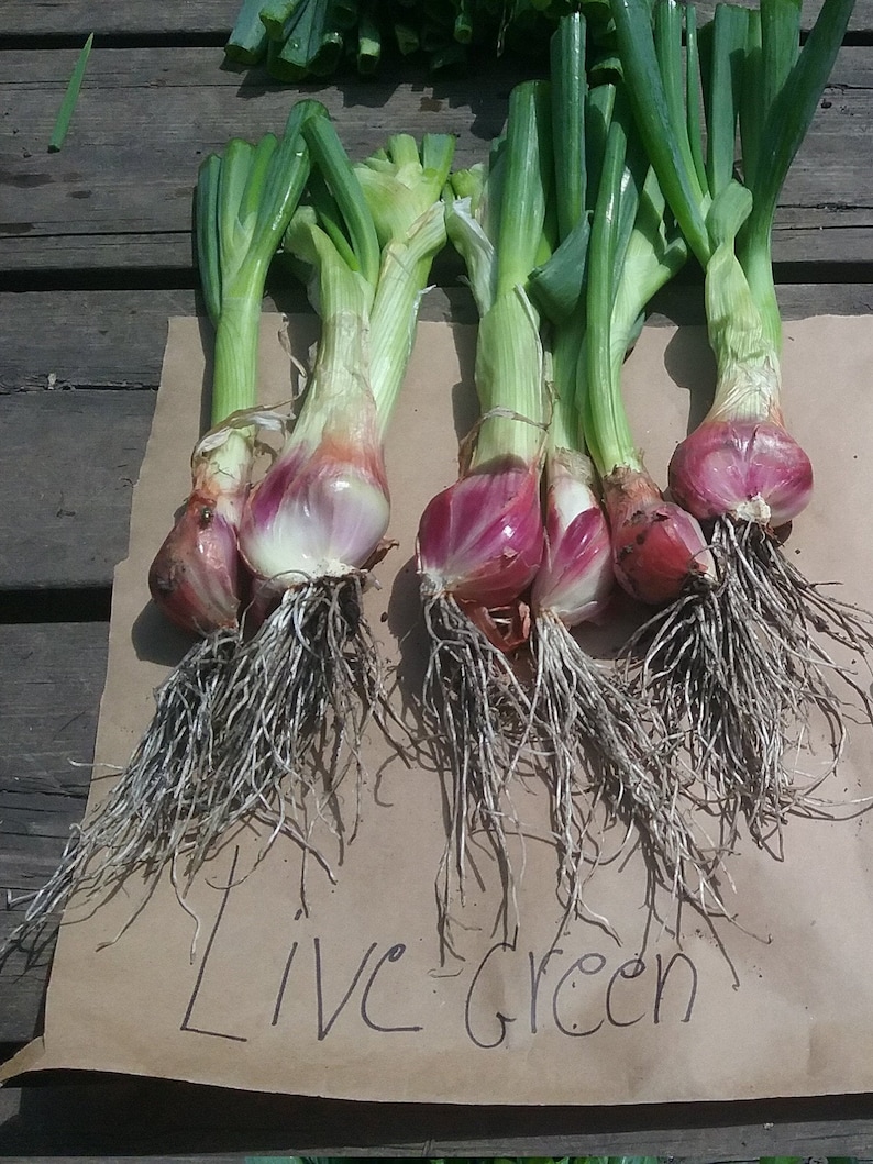 Perennial Organic Egyptian Walking Onion Live Green Plants Etsy