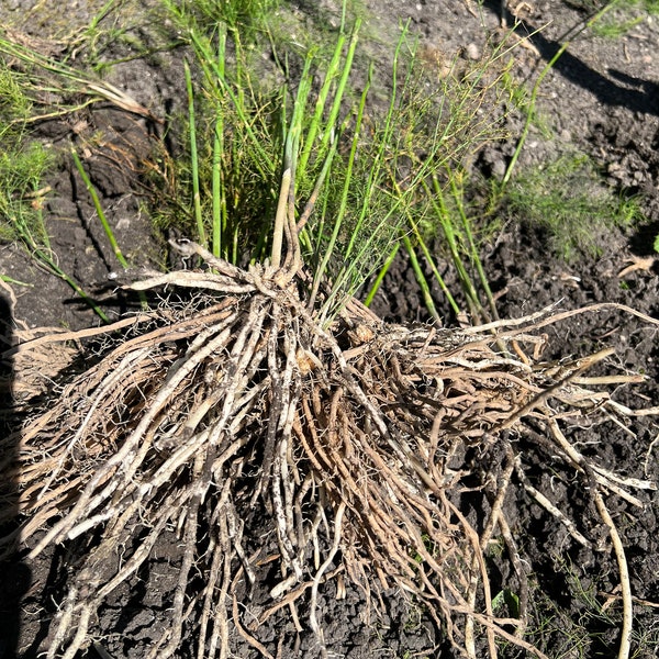 ASPARAGUS CROWNS 3 YEAR Etsy