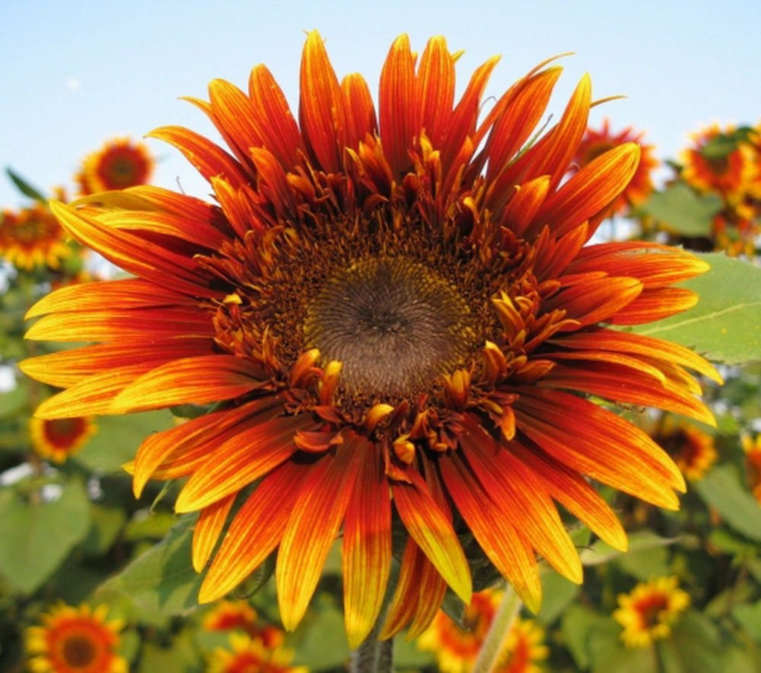 Joker Sunflower 10 Seeds 03 Etsy