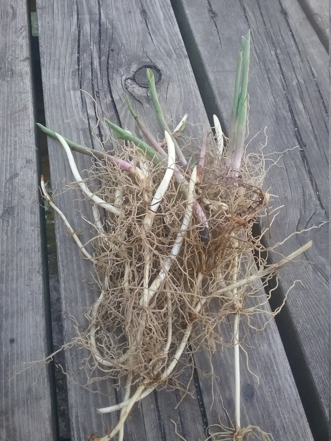 10 Lily of the valley bare root plants Etsy