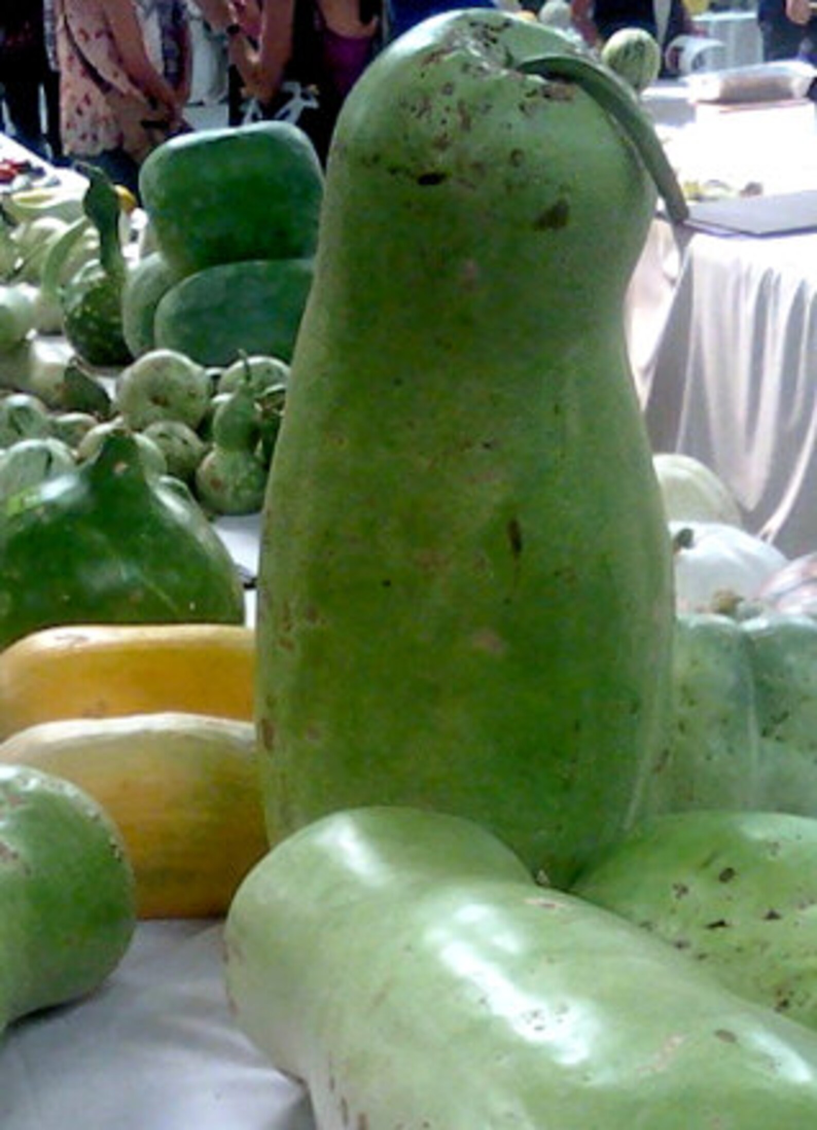 5 ZUCCA Melon GIANT GOURD seeds | Etsy