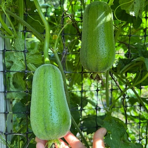 Organic 20 Taiwan Apple Luffa Seed