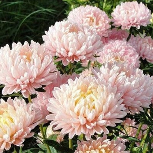 50+Aster Peony Duchess Apricot seeds