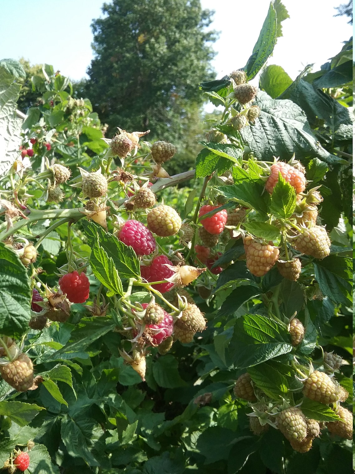 Joan J thornless primocane raspberry bare root plants Etsy