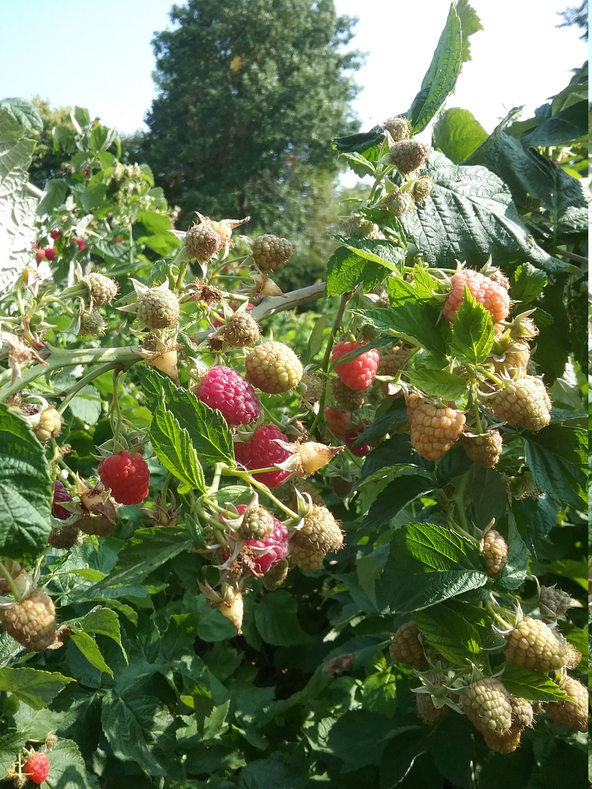 Joan J thornless primocane raspberry bare root plants Etsy