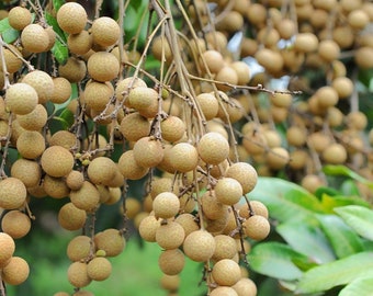 NEW 3 seeds crystal longan Crystal fruit Matoa Kasai Dimocarpus forest longan NEW 3 seeds crystal longan Crystal fruit Matoa Kasai Dimocarpus forest longan