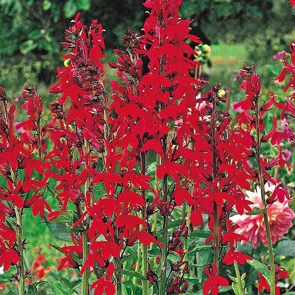 Perennial 100+Cardinal flower seeds zone 3-9 #01