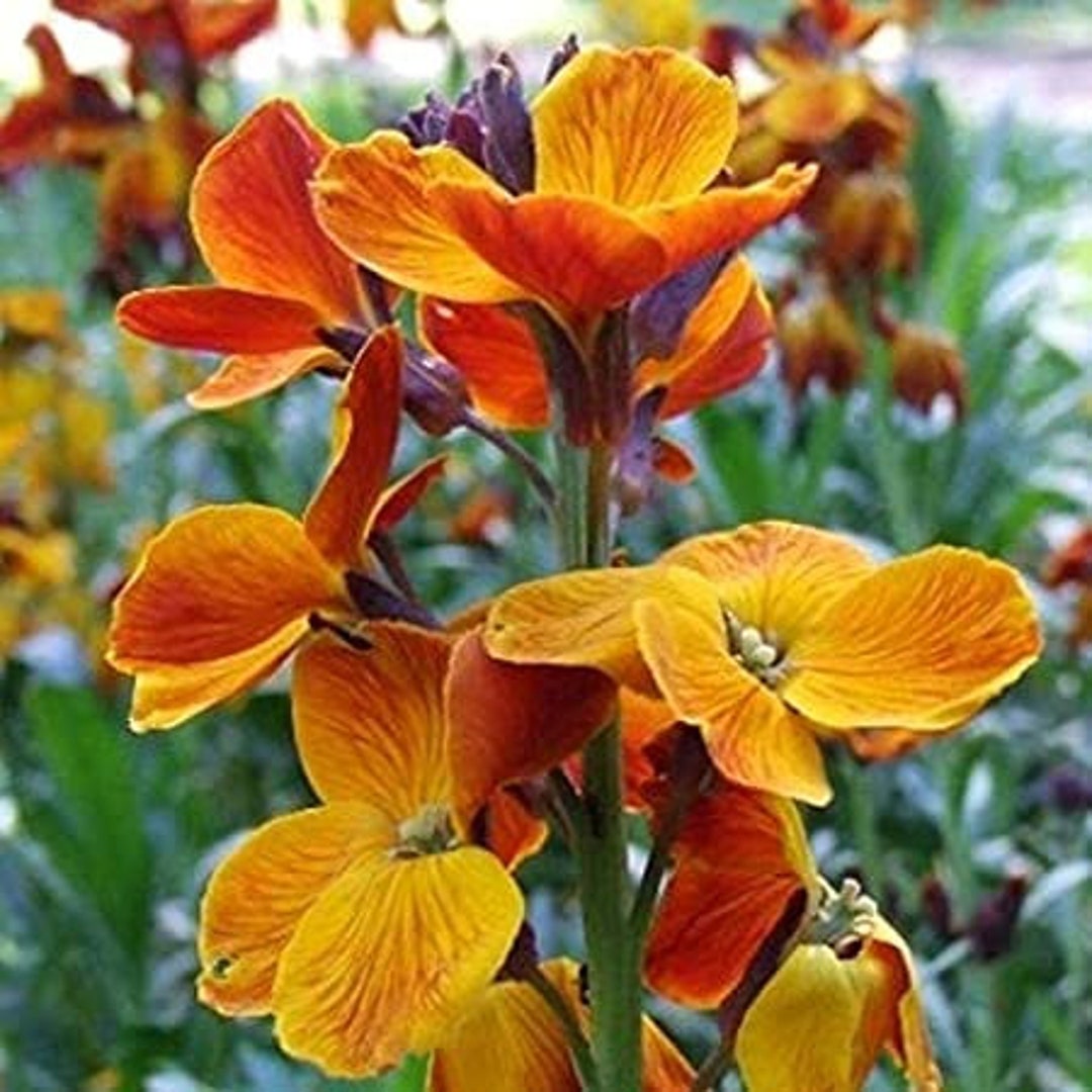 500wildflower Wallflower English Seeds 82 Etsy