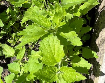 Plantas perennes 1000 semillas de hierba gatera zonas 3-9