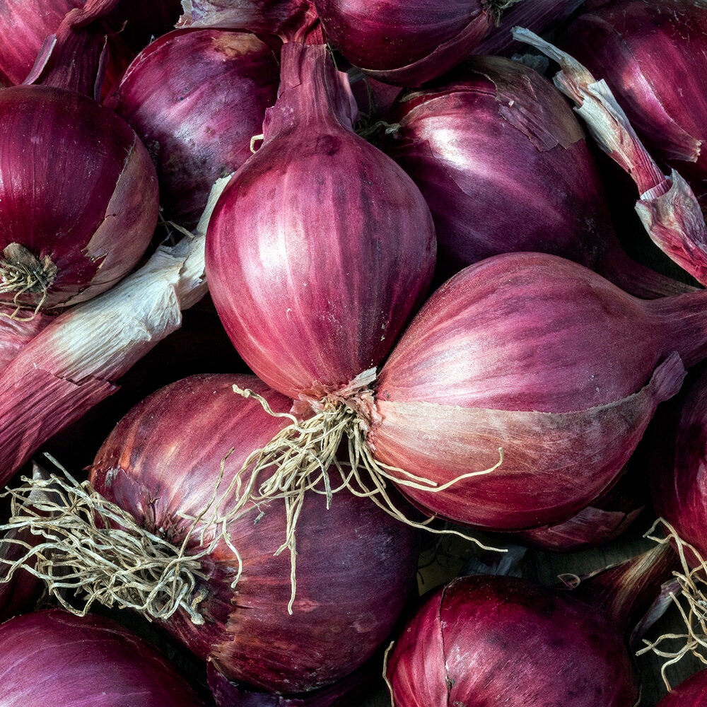 Shallots Seeds , Davidor Onion Seeds / 100 seeds – SEEDS FROM PLANTS