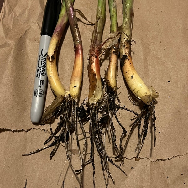 Organic Egyptian Walking onion  zone 3-9