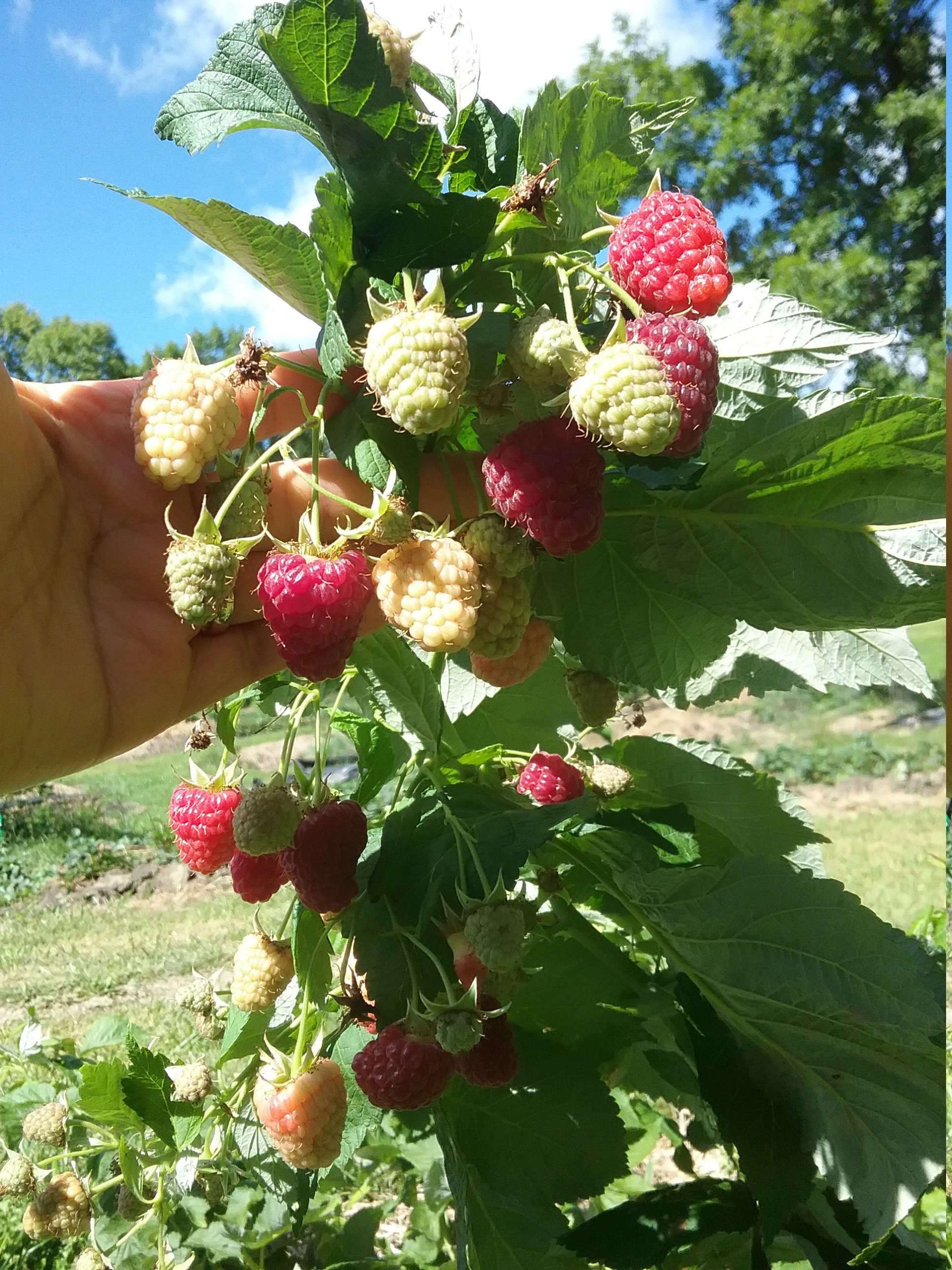 Joan J thornless primocane raspberry bare root plants Etsy