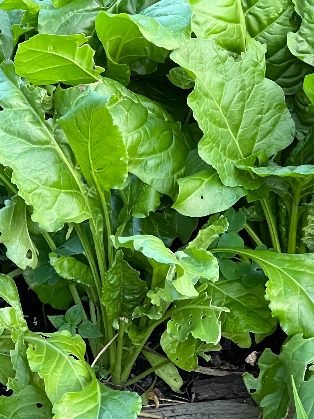 200 Perpetual Spinach Swiss Chard Seeds 182 Etsy