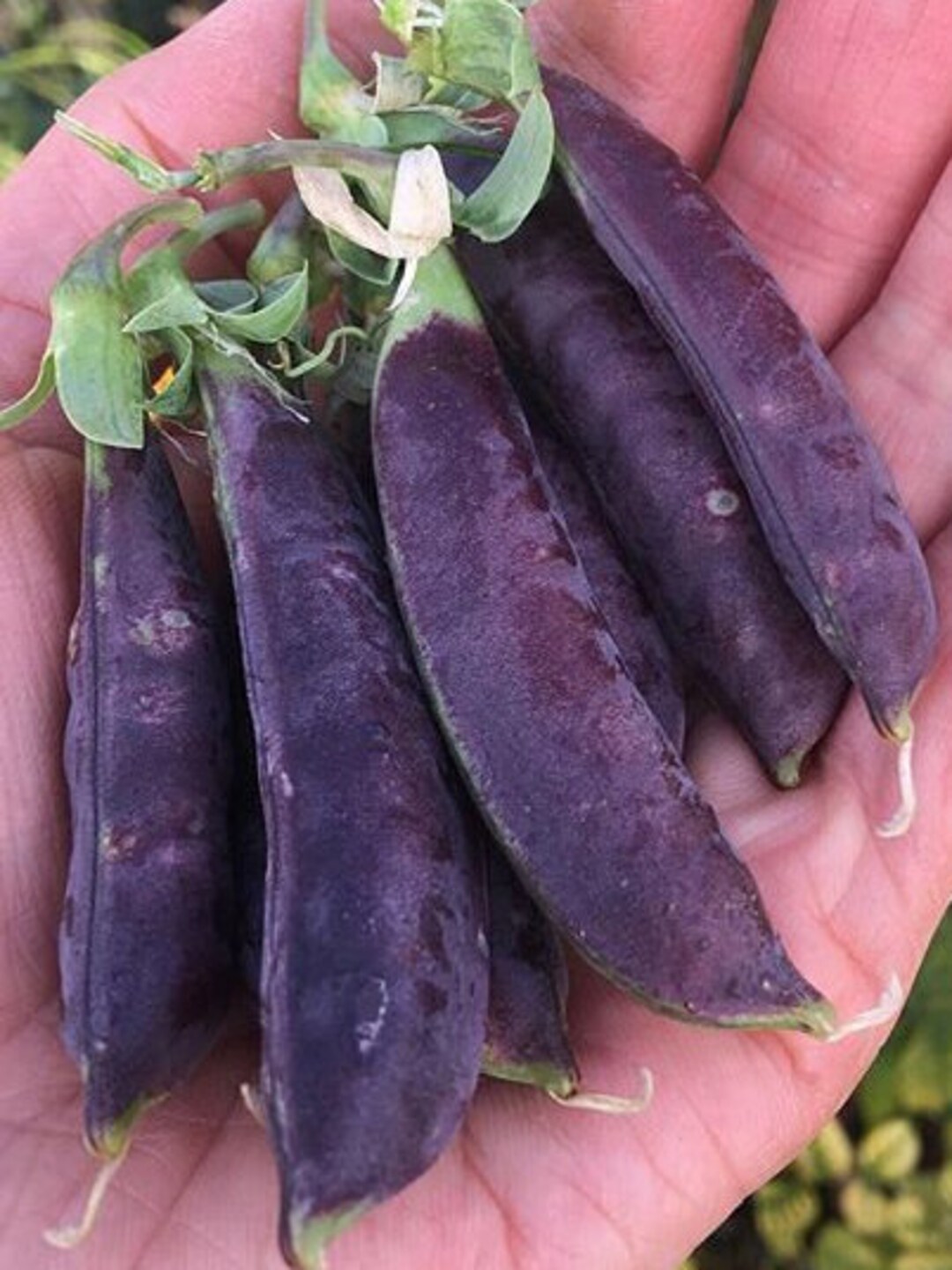 20royal Purple Snap II Pea Seed Etsy