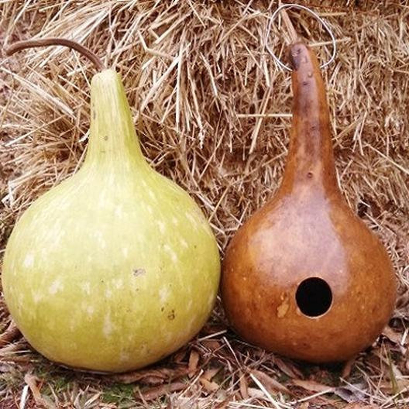 20Birdhouse bottle gourd seeds Etsy