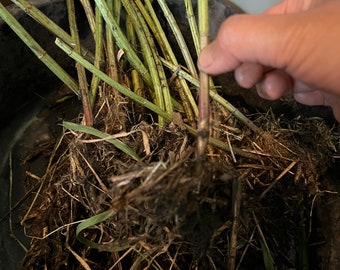 Perennial 2 Stinging nettle bare root plants zone 3-9 organic