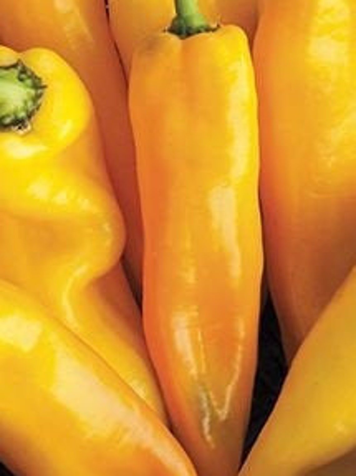 20 Italian lively yellow Pepper seeds Etsy