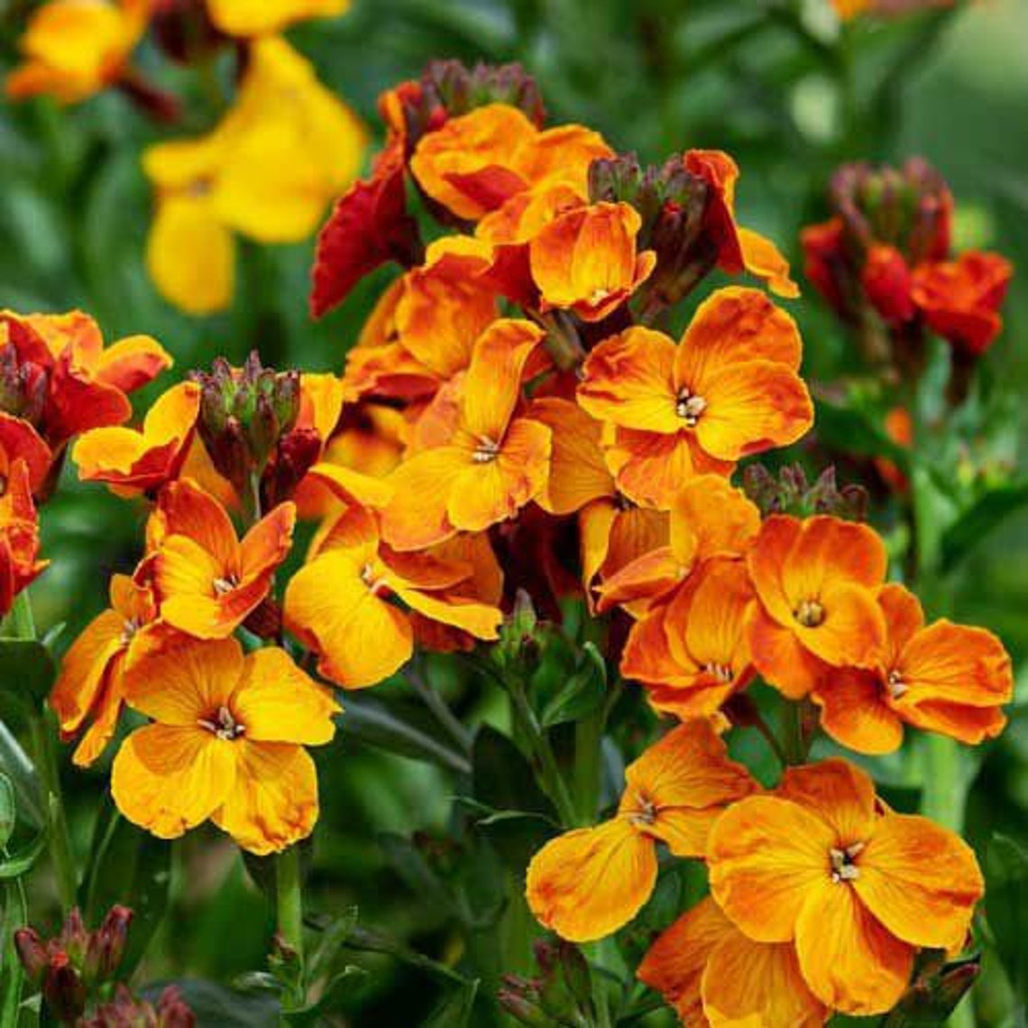 500wildflower Wallflower English Seeds 82 Etsy