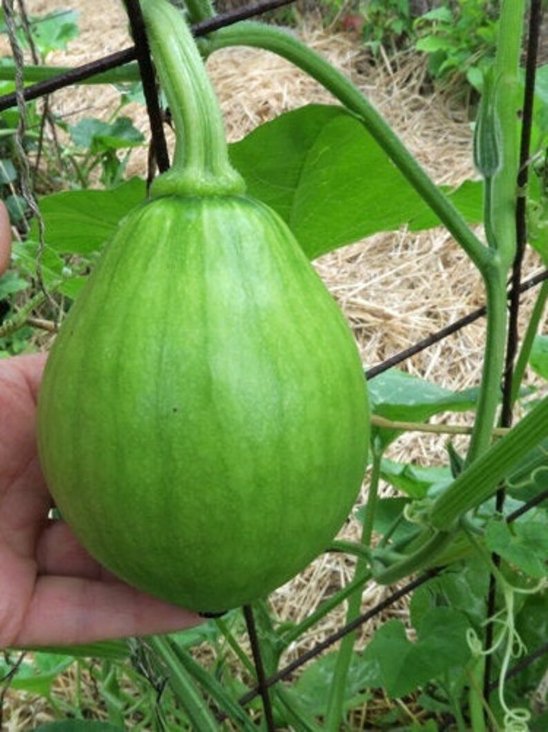 5 Korean Summer Squash Teot Bat Put Hybrid Seeds Etsy