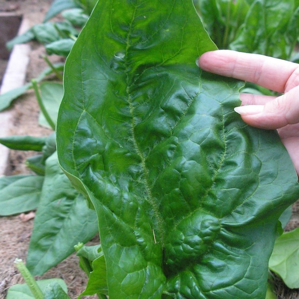 200+Gigante d’Inverno/Giant Winter Spinach seeds