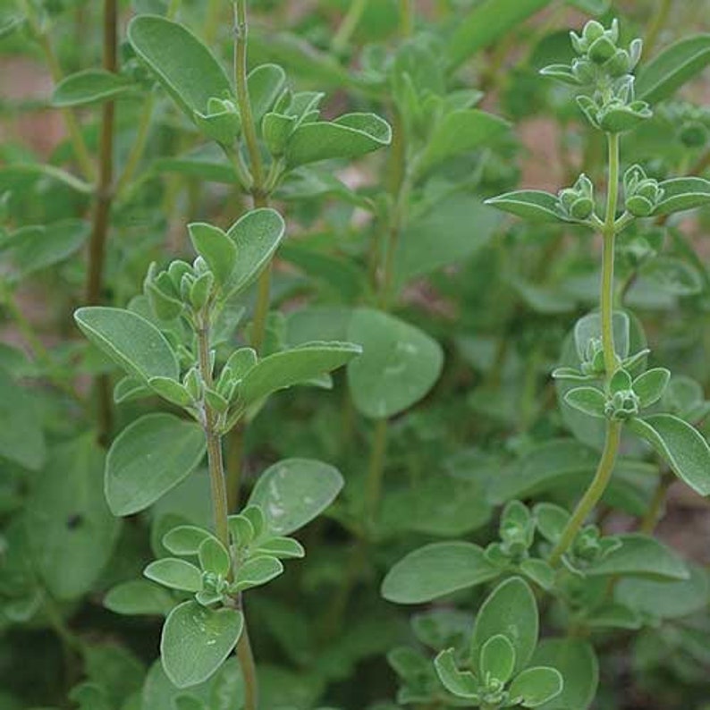 200sweet Marjoram Seeds 63 Etsy