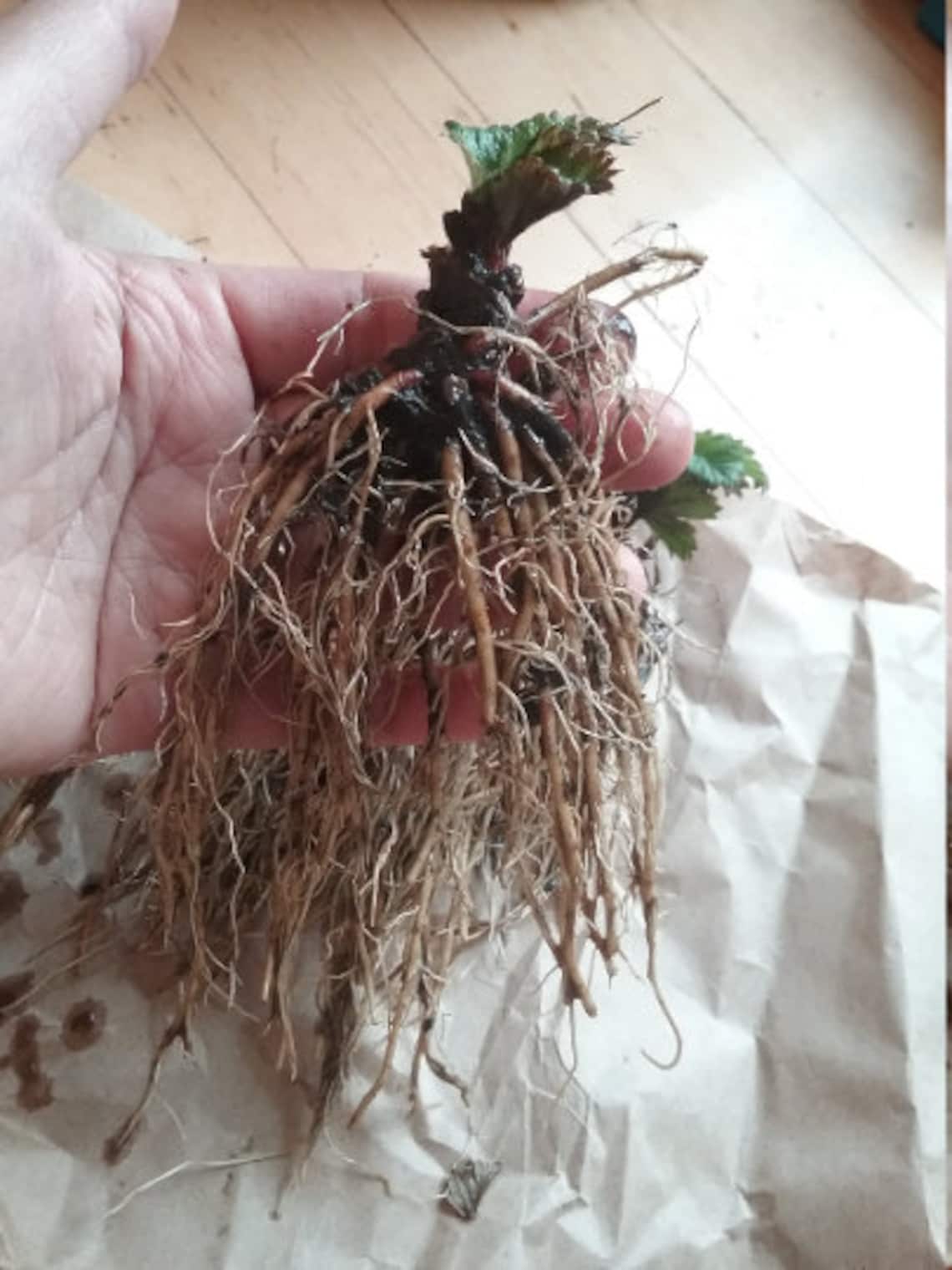 Organic 5Purple strawberry bare root plants Etsy