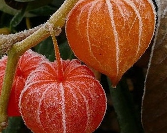 Perennial  50+Chinese lantern flower seeds zone 3-9