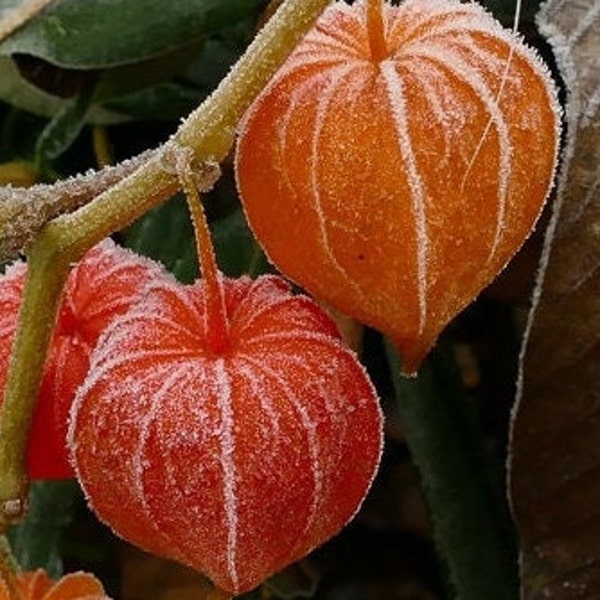 Perennial  50+Chinese lantern flower seeds zone 3-9