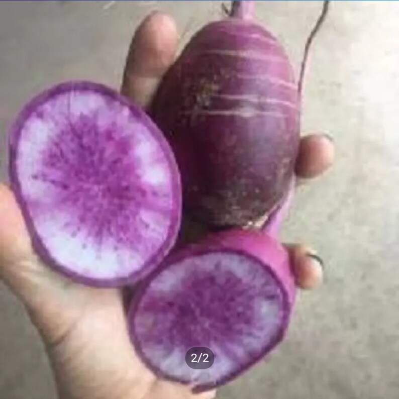 50korean Radish Bora King Hybrid Seeds | Etsy