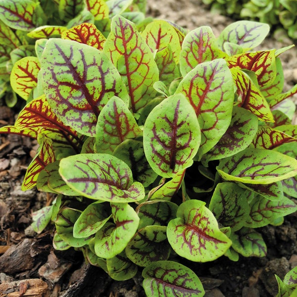 Perennial 100+Red veined sorrel seeds Zone 4-9 #049