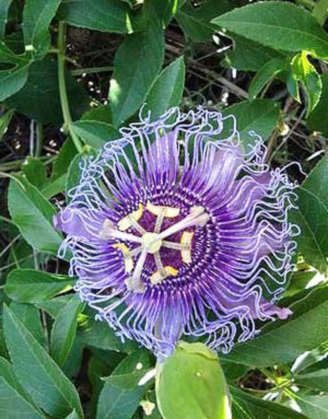 10Purple Passion flower seeds Etsy