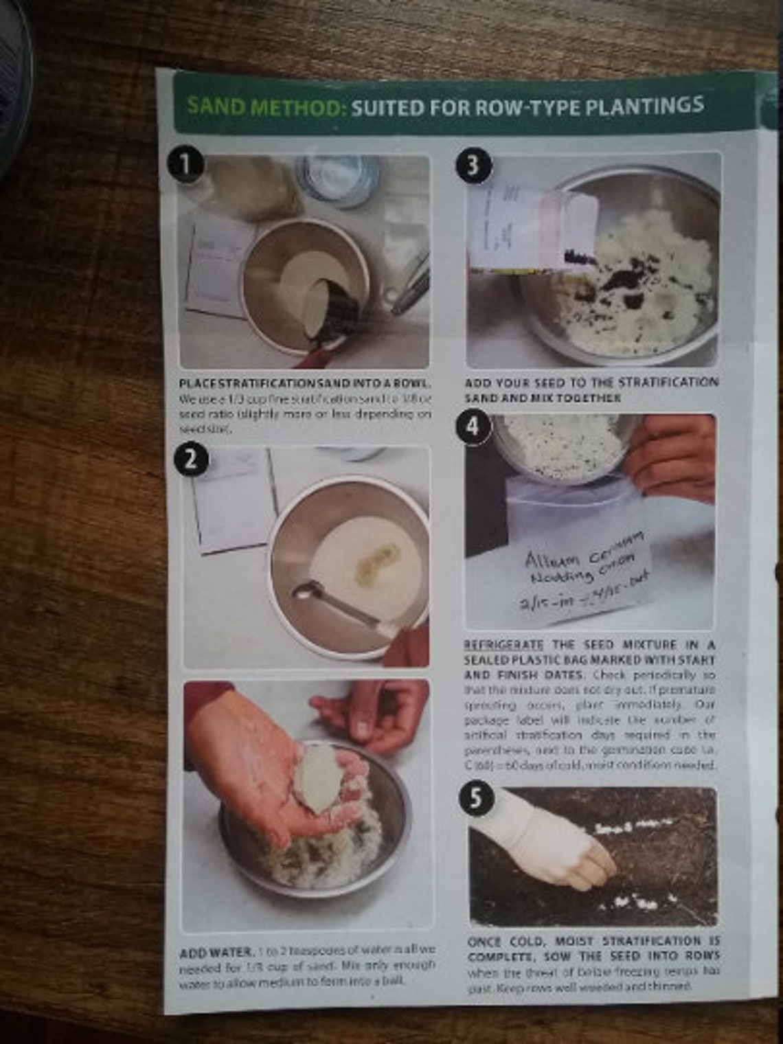 Perennial 20 Wild Leek Seeds 102 zone 39 Etsy