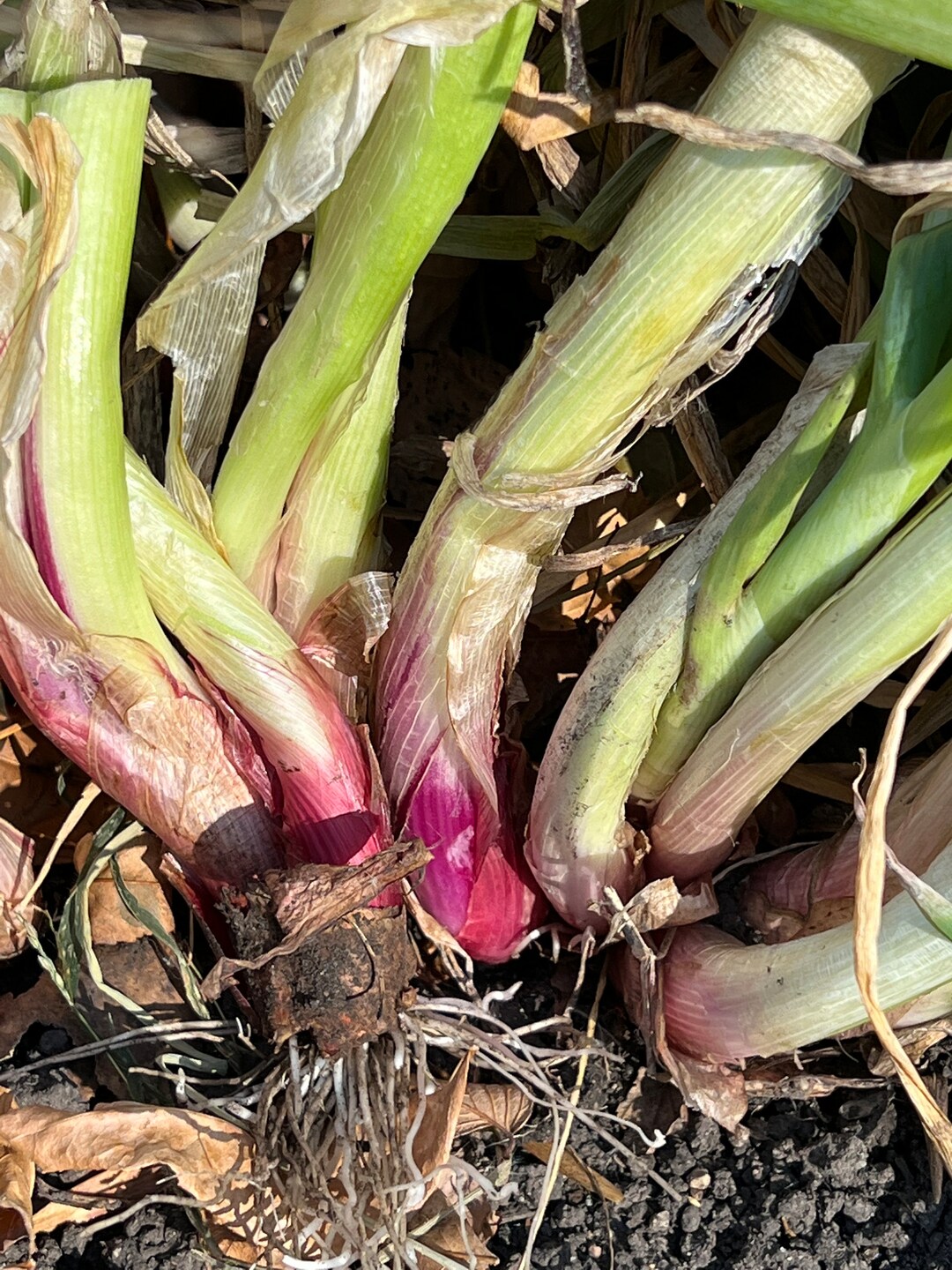 Perennial 25 Red Welsh Onion Seeds Zone 410 Etsy