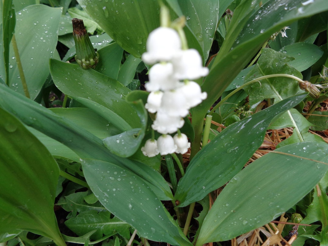 lily of the valley bare root
