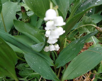 Perennial 10 Lily of the valley bare root plants