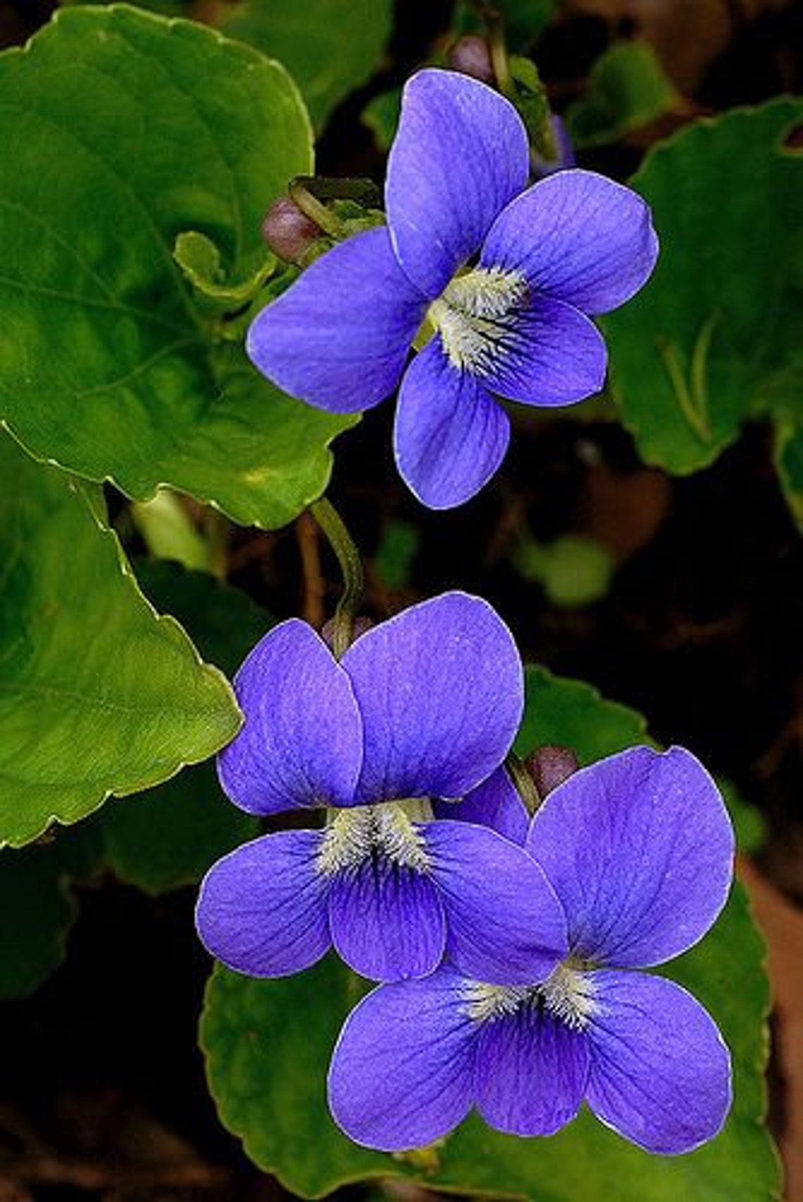2 Common Blue Violet wildflower bare root plants Etsy