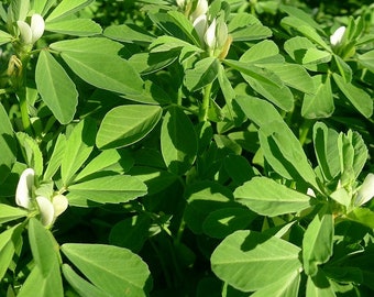 500 Fenugreek seeds #72