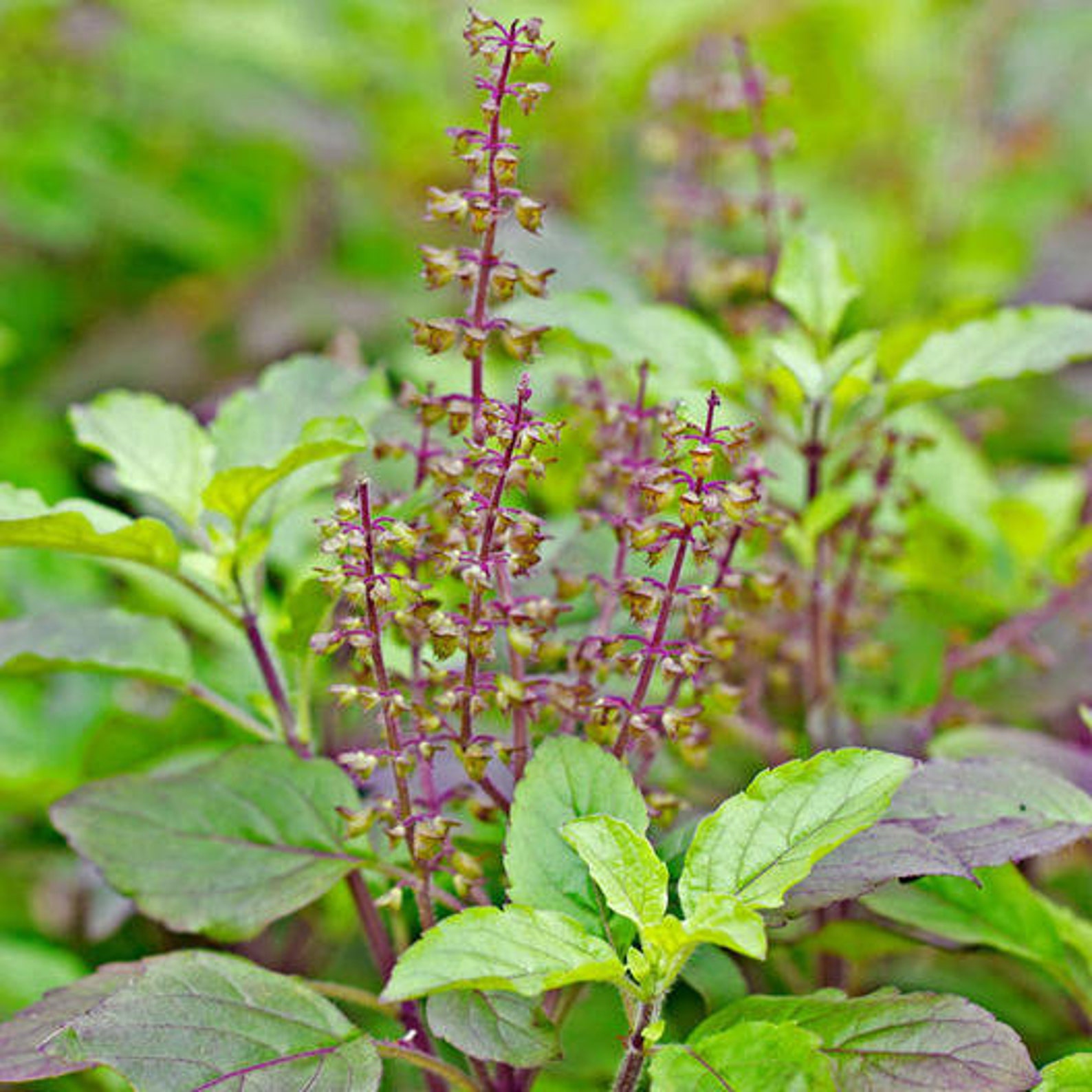 200Basil Thai Holy Basil Red Leaf seeds 39 Etsy
