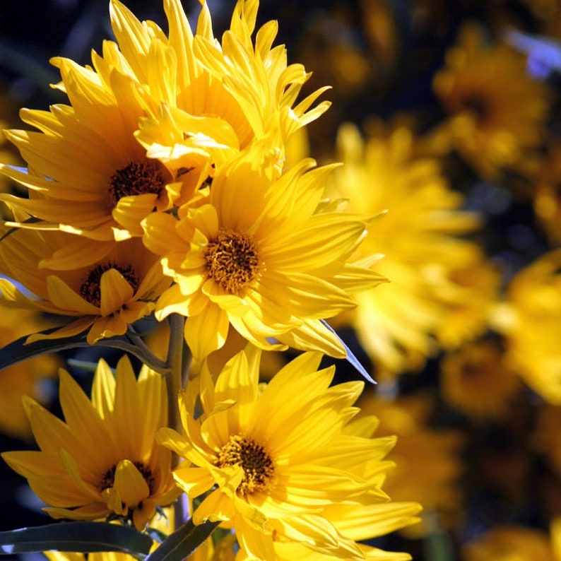 50 Perennial Sunflower Maximilian Seeds Zone 39 Etsy