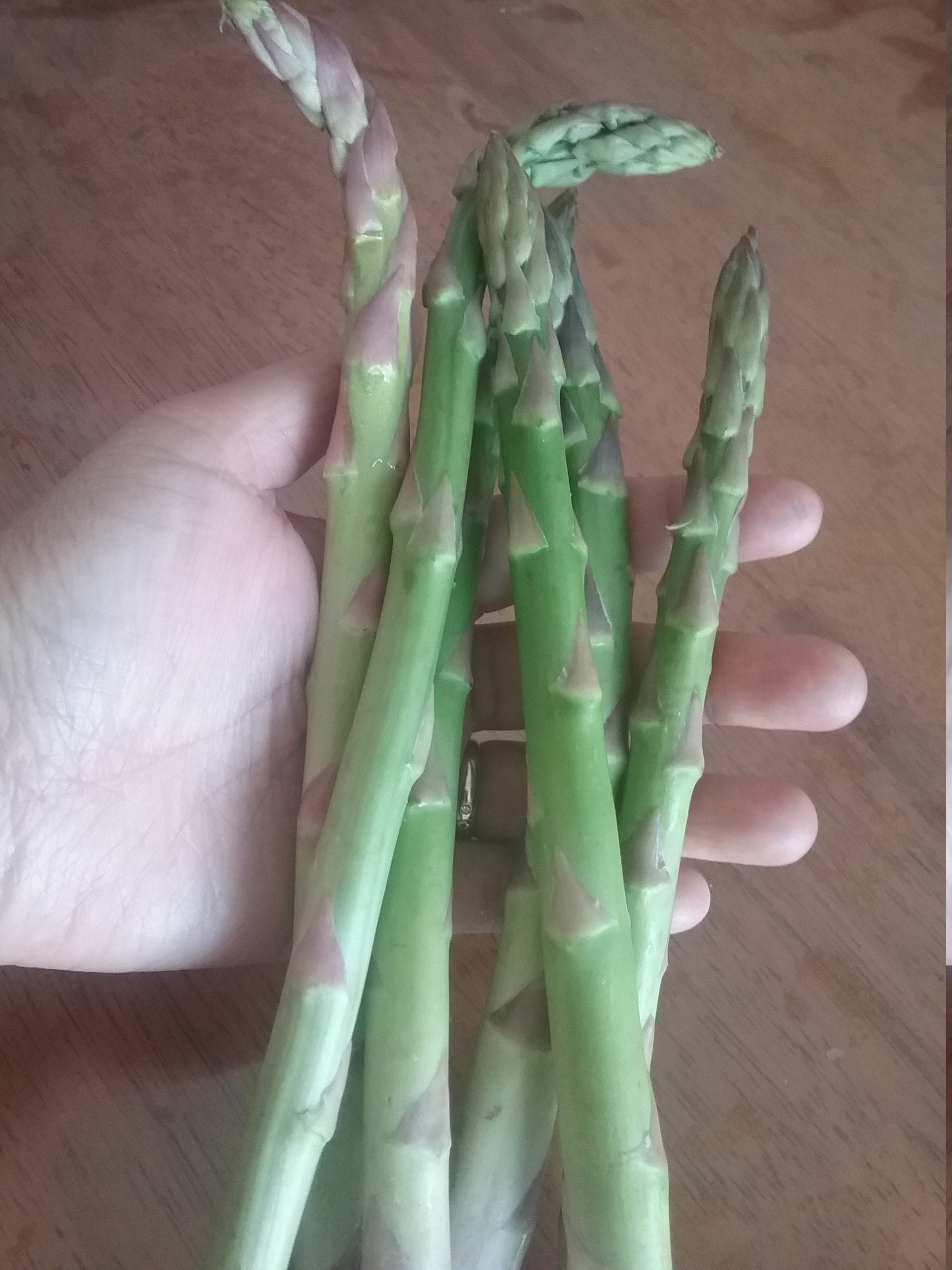 Jersey Giant Asparagus crowns 1 Year old crowns Etsy