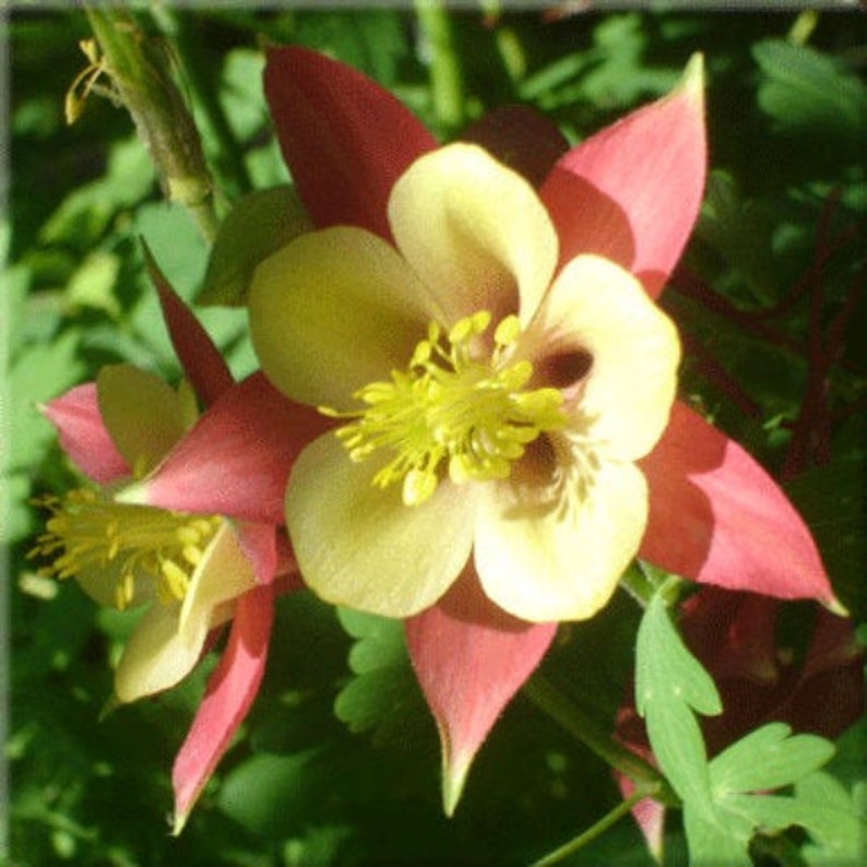 100Wild columbine seeds wild flower 89 Etsy