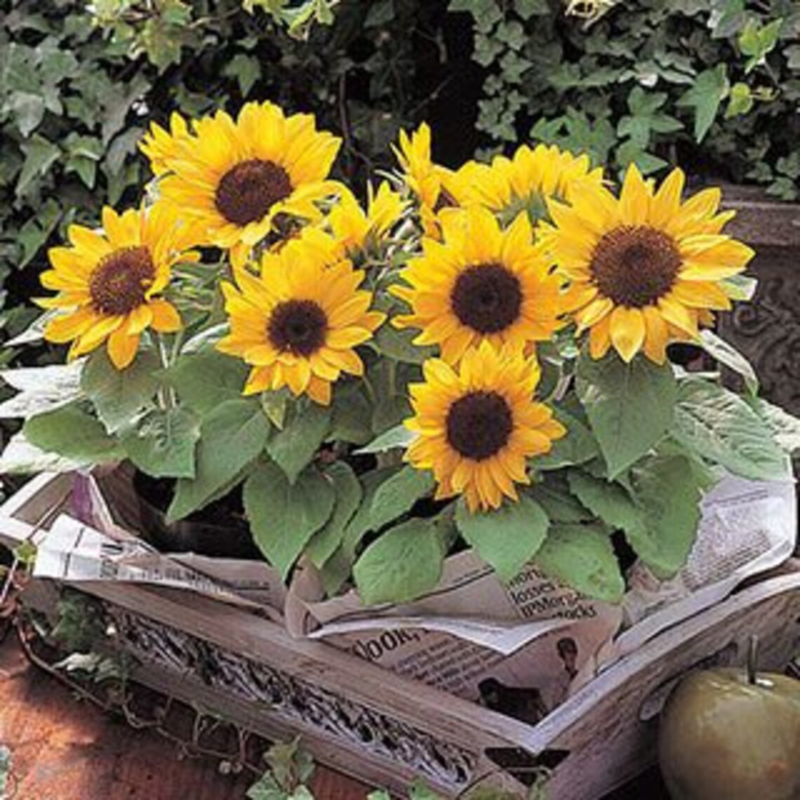 Container Sunflowers Junior 10 seeds 38 Etsy