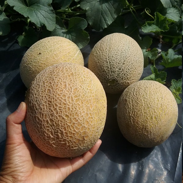 20 Sugar kiss melon seeds organic home grow