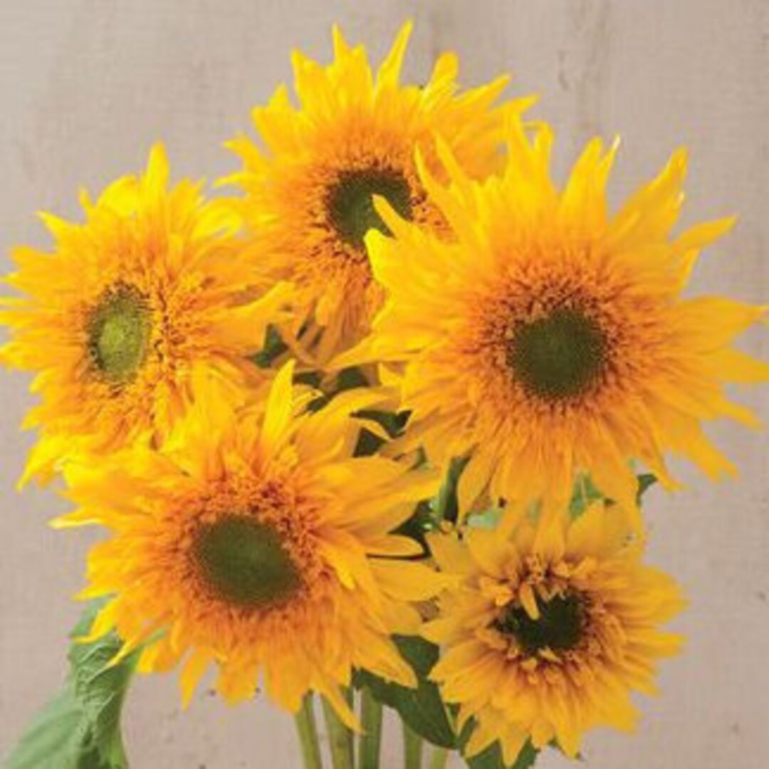 Starburst Greenburst DMR Sunflower 10 Seeds 25 Etsy