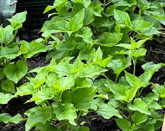 Perennial 20+Spinach Caucasian Mountain seeds zone 3-9 (All Perennial seeds winter sowing be best germination)