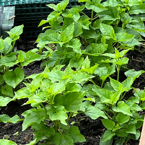 Perennial 20+Spinach Caucasian Mountain seeds zone 3-9 (All Perennial seeds winter sowing be best germination)