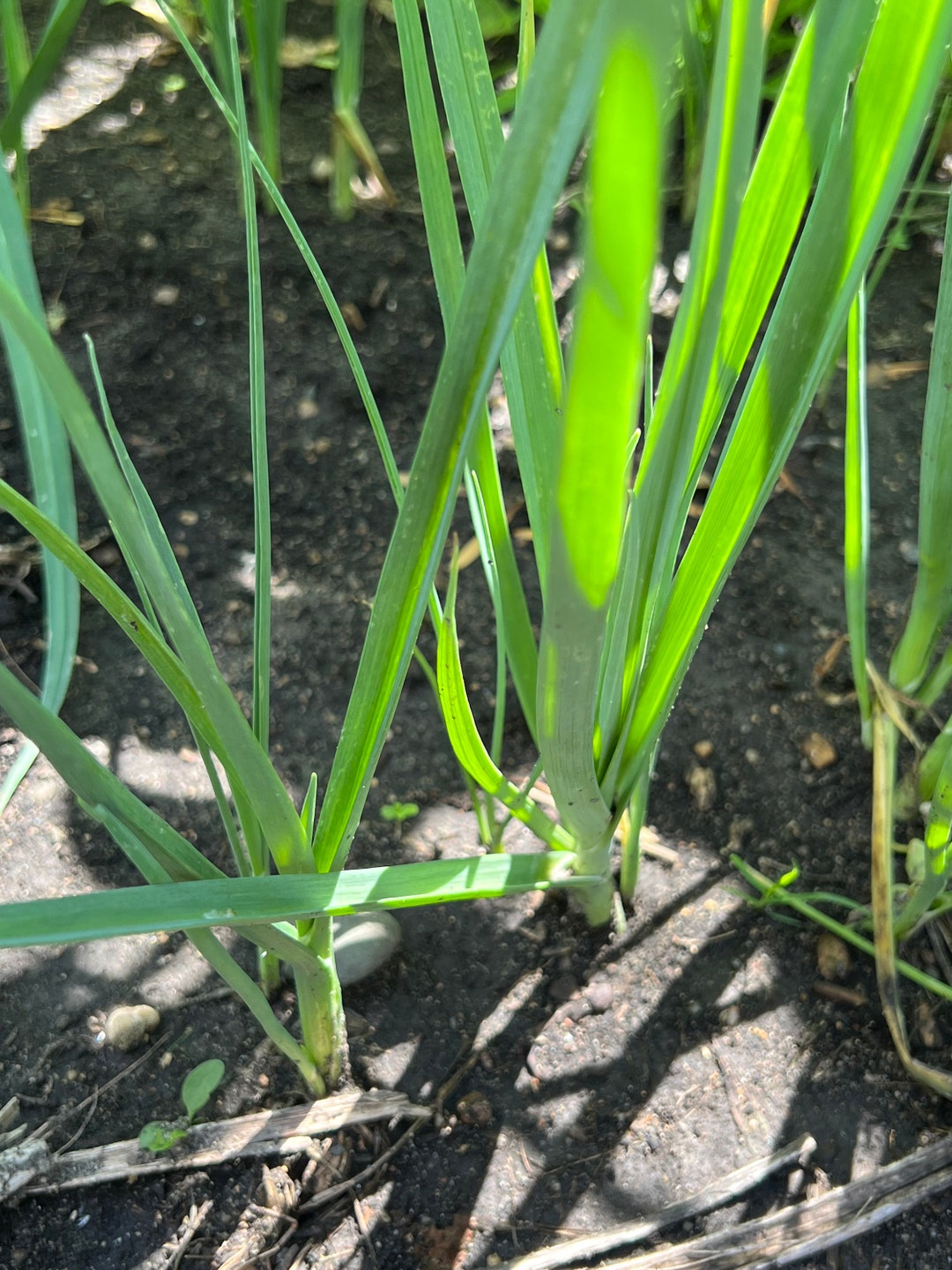 Perennial Leek Seeds Organic Seeds Zone 3-9 - Etsy