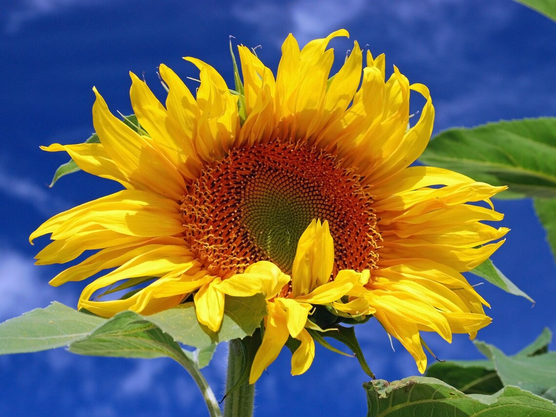 Kong Hybrid sunflower 10 seeds 14 Etsy